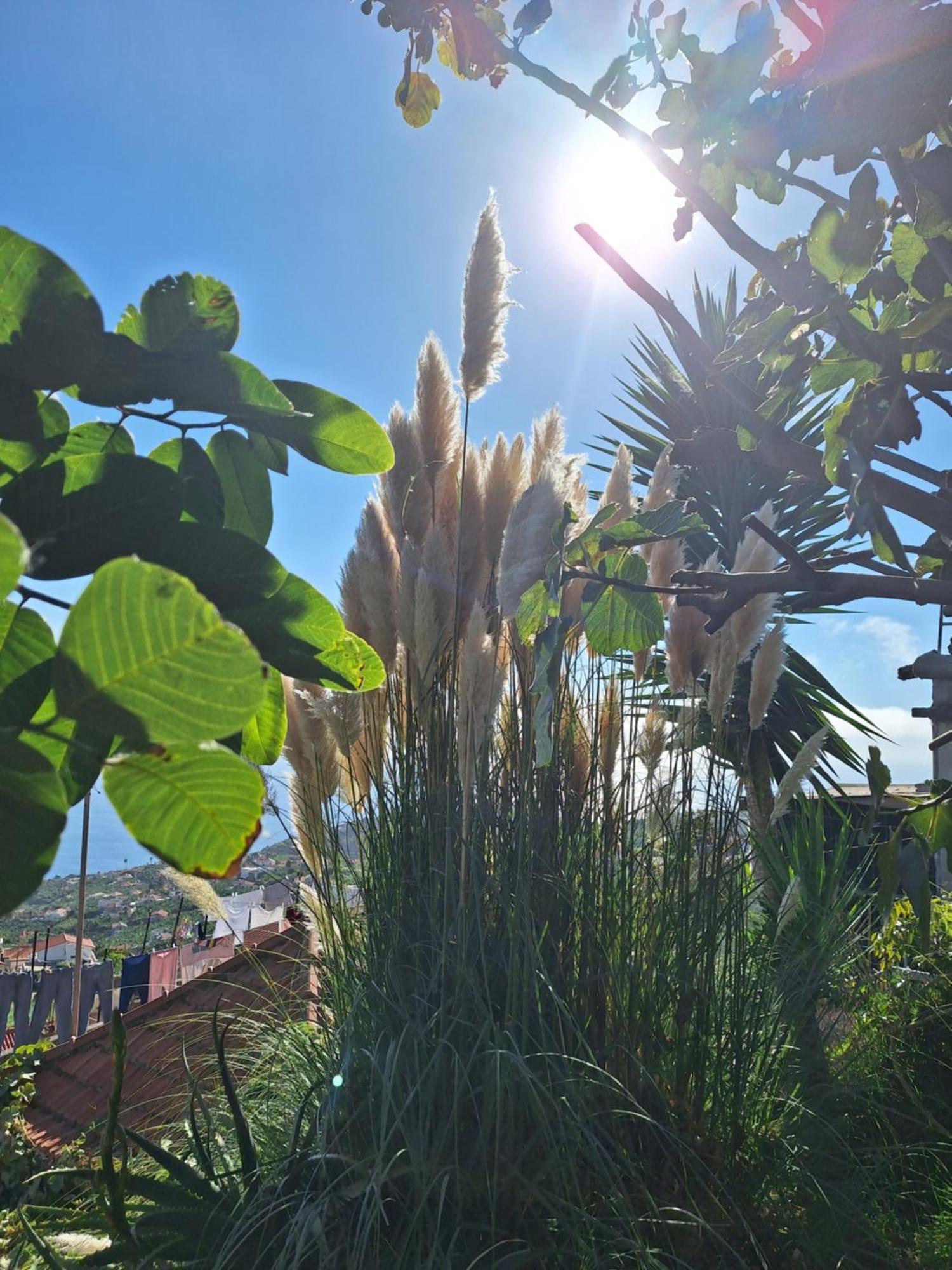 Casa-Albatros Villa Ponta do Sol  Dış mekan fotoğraf