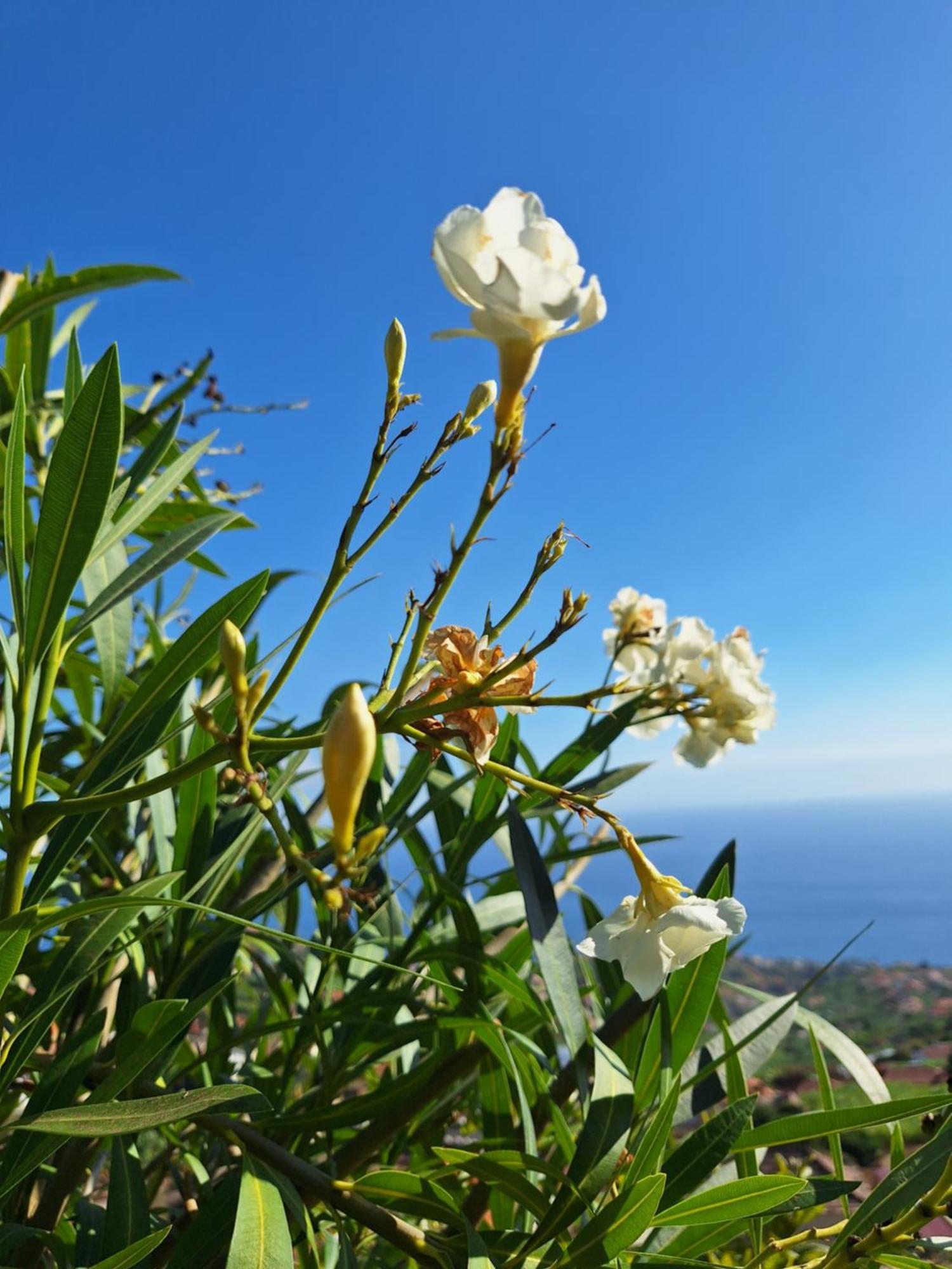 Casa-Albatros Villa Ponta do Sol  Dış mekan fotoğraf