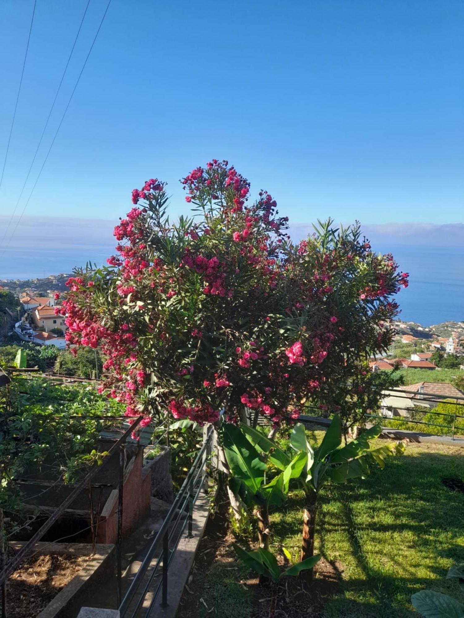 Casa-Albatros Villa Ponta do Sol  Dış mekan fotoğraf